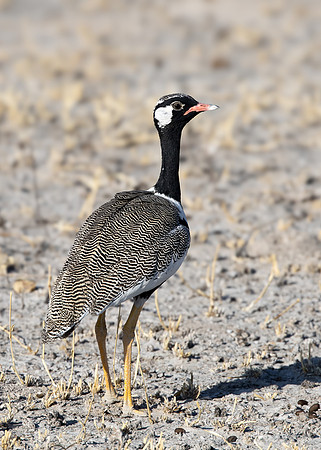 196 Northern black korhaan (Afrotis afraoides) - Botswana