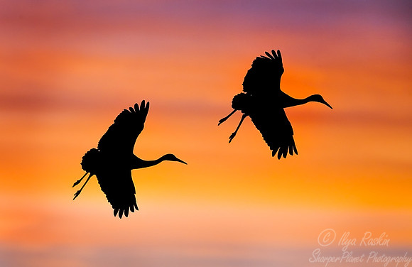 024 Sandhill Cranes - NM