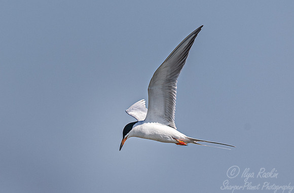 328 Common tern (Sterna hirundo) - SC