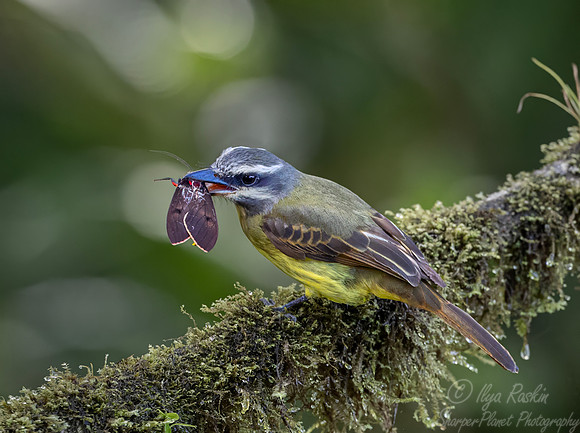 730 Golden-bellied flycatcher (Myiodynastes hemichrysus) - Ecuador