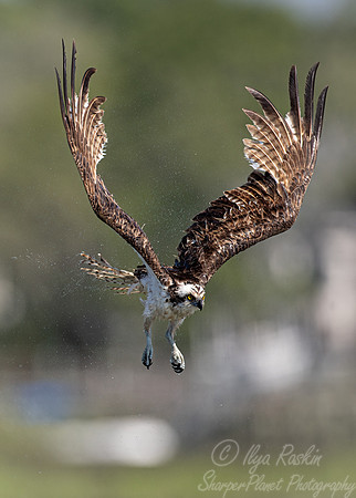 413 Osprey (Pandion haliaetus) - SC