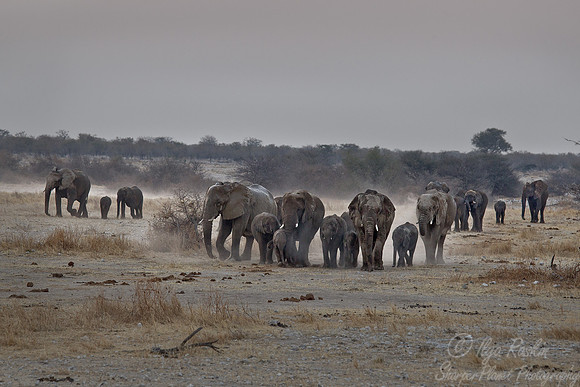 014 African elephants (Loxodonta africana) - Etosha Namibia