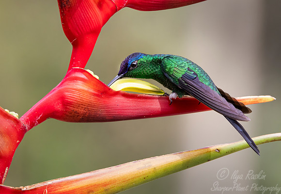 404 Violet-capped woodnymph (Thalurania glaucopis) - Brazil Atlantic forest