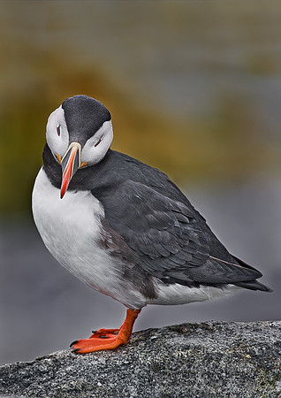 025 Atlantic Puffin - Canada