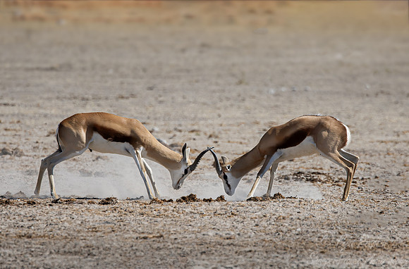384 Springbok or Springbuck (Antidorcas marsupialis) - Botswana