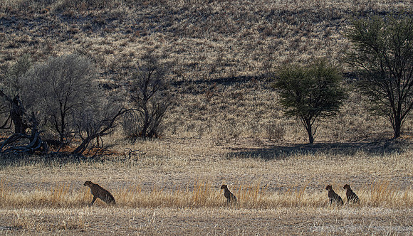 203 Cheetahs (Acinonyx jubatus) - Kgalagadi Transfrontier Park SA