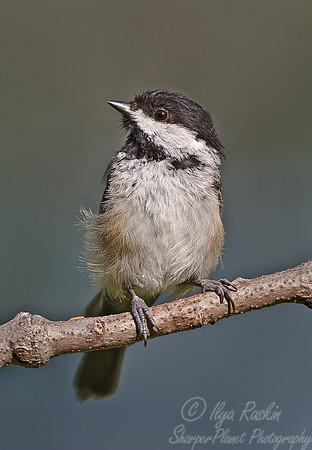 061 Blacked-capped Chickadee - NJ