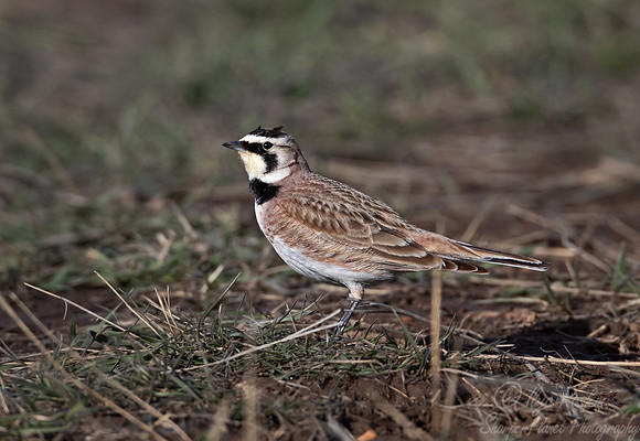 134 Horned lark (Eremophila alpestris) - CO