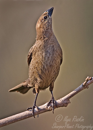 040 Brown-headed Cowbird - NJ