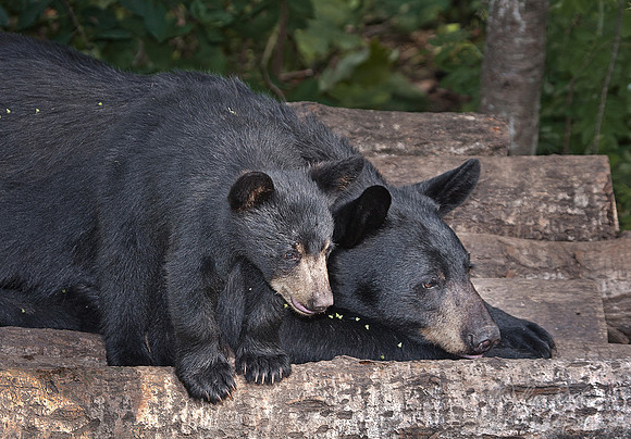 006_American Black Bears (Ursus americanus)_MN
