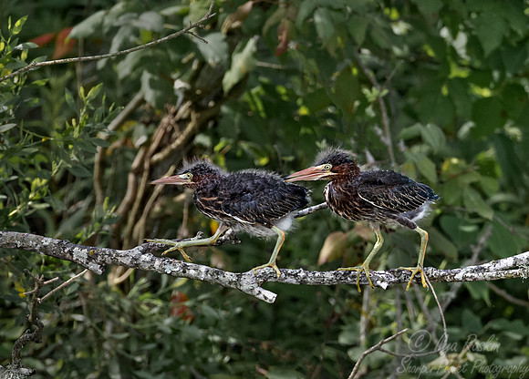 320 Green heron chicks (Butorides virescens) - TX