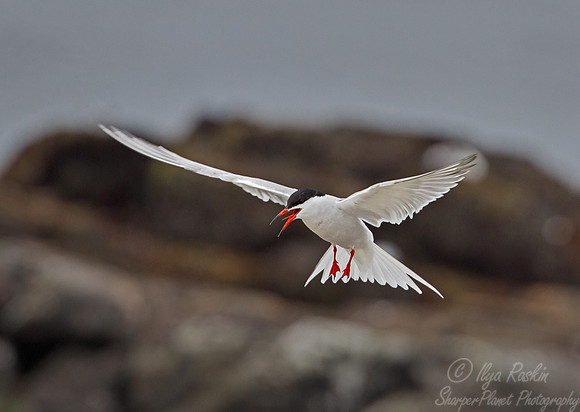100  Common Tern (Sterna hirundo) - ME