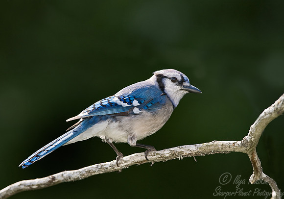 018 Blue Jay - MI