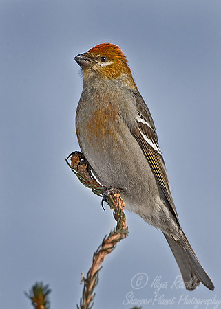 066 White-winged Crossbill - MN