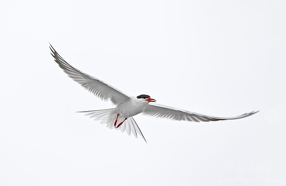 095  Common Tern (Sterna hirundo) - ME