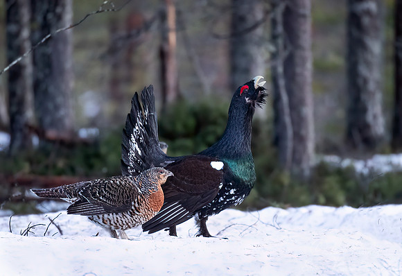 075 Capercaillie female (Tetrao urogallus) - Finland