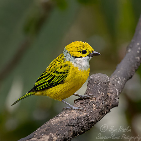653 Silver-throated tanager (Tangara icterocephala) - Ecuador