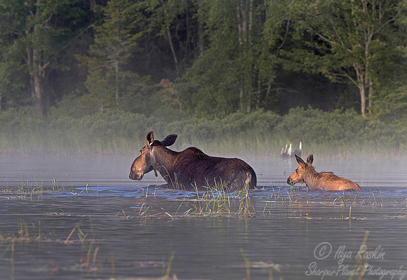 134 Moose (Alces alces) - Maine