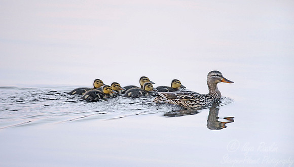 041 Nothern Mallard - MI