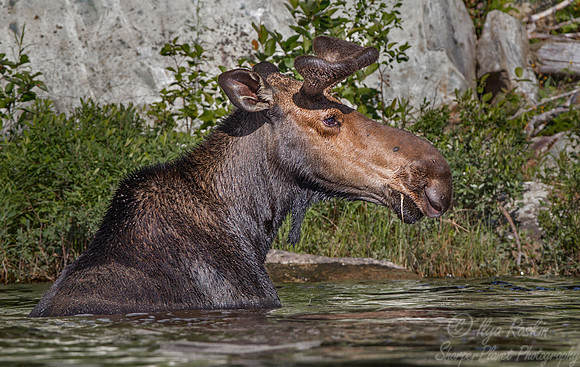 136 Moose (Alces alces) - Maine