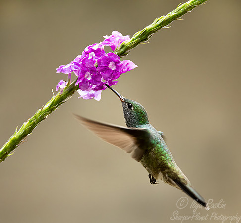 423 Versicoloured emerald (Chrysuronia versicolor) - Brazil Atlantic forest