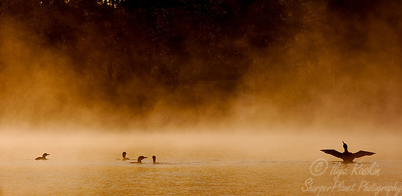 044 Common Loon - MI