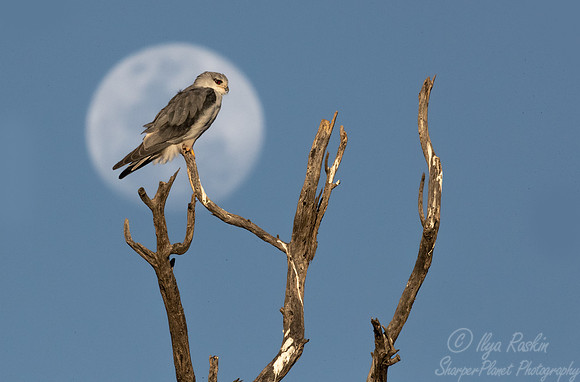 351 Black-shouldered kite (Elanus axillaris) - Kagalagadi Transfrontier Park SA