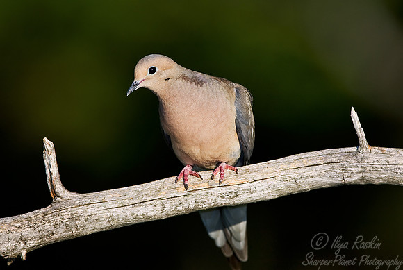 037 Mourning Dove - MI