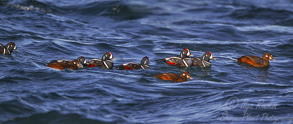 127 Harlequin Ducks (Histrionicus histrionicus) -  RI