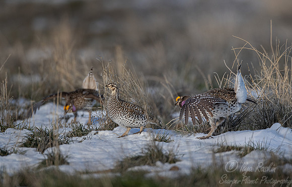 079 Sharp-tailed grouse (Tympanuchus phasianellus) - CO