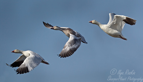 086 Snow Geese (Chen caerulescens) - NJ