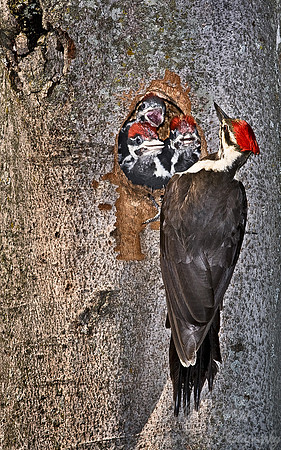 025 Pileated Woodpecker - MI
