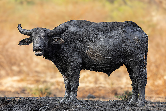 266 Banteng (Bos javanicus) - Sumatra Indonesia
