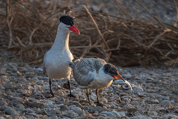 307 Caspian tern with chick (Hydroprogne caspia) - TX