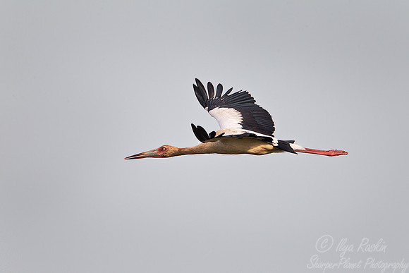 166  Maguari Stork (Ciconia maguari)  - Ibera Wetlands Argentina