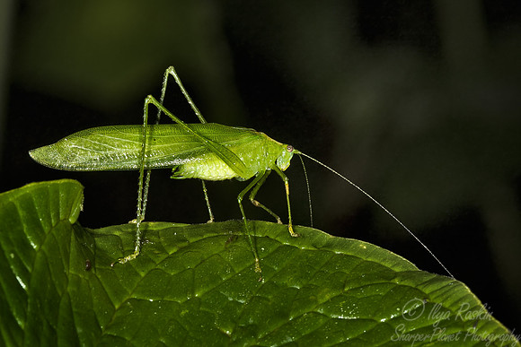 022_Grasshopper_Ecuador