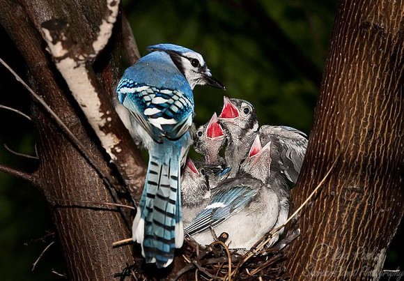 017 Blue Jay (Cyanocitta cristata) - Boston MA