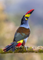 2024 Colombia Other Birds