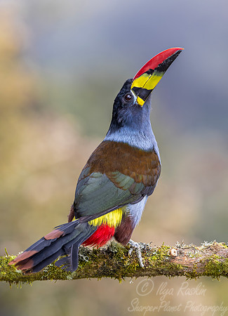 607 Grey-breasted mountain toucan (Andigena hypoglauca) - Colombia cloud forest