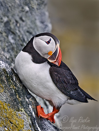 027 Atlantic Puffin - Canada