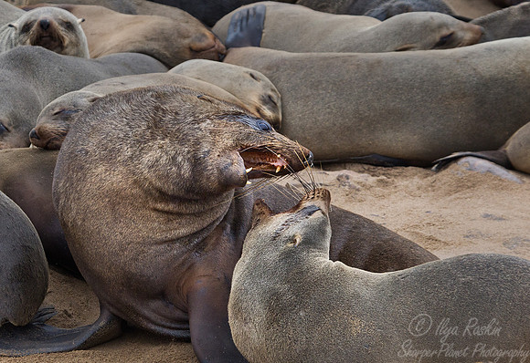 039 Brown Fur Seals (Arctocephalus pusillus) - Namibia