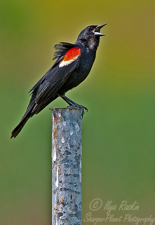 051Red-winged Blackbird - PA