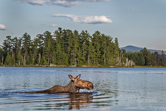 137 Moose (Alces alces) - Maine