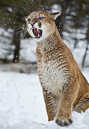 006_Mountain Lion