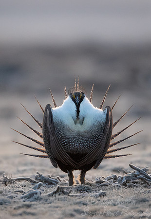 068 Greater sage-grouse (Centrocercus urophasianus) - CO