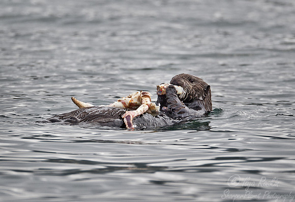 053 Sea Otter (Enhydra lutris) Kuril Islands - Russia