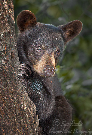 016_American Black Bear (Ursus americanus)_MN