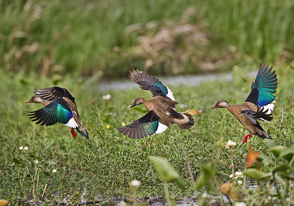 076 Brazilian Teal or Brazilian Duck (Amazonetta brasiliensis) - Ibera Wetlands Argentina