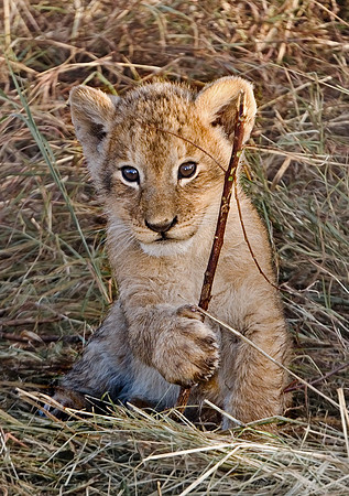 007_Lion cub_Kenya