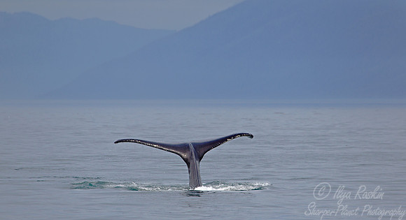 025 Humpback Whale (Megaptera novaeangliae) - AK